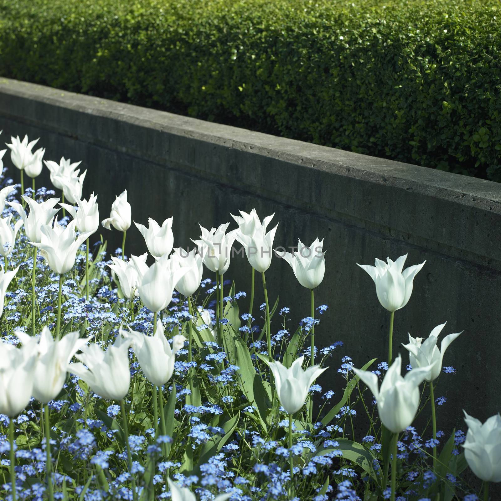 white tulips and small blue flowers by a concrete wall
