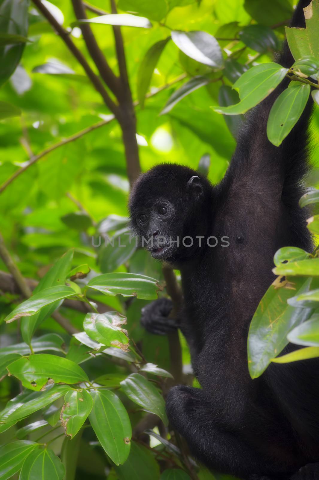 Spider Monkey in the green jungle of Costa Rica
