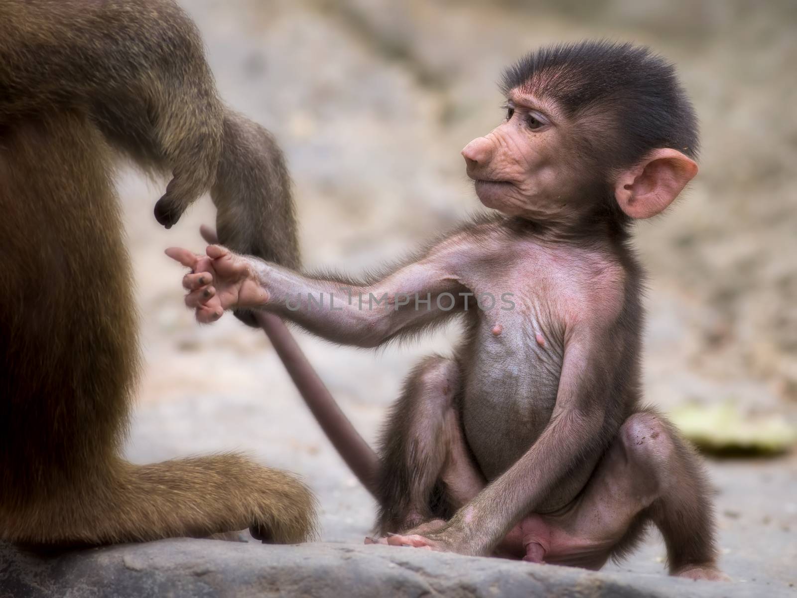 Young baboon by kjorgen