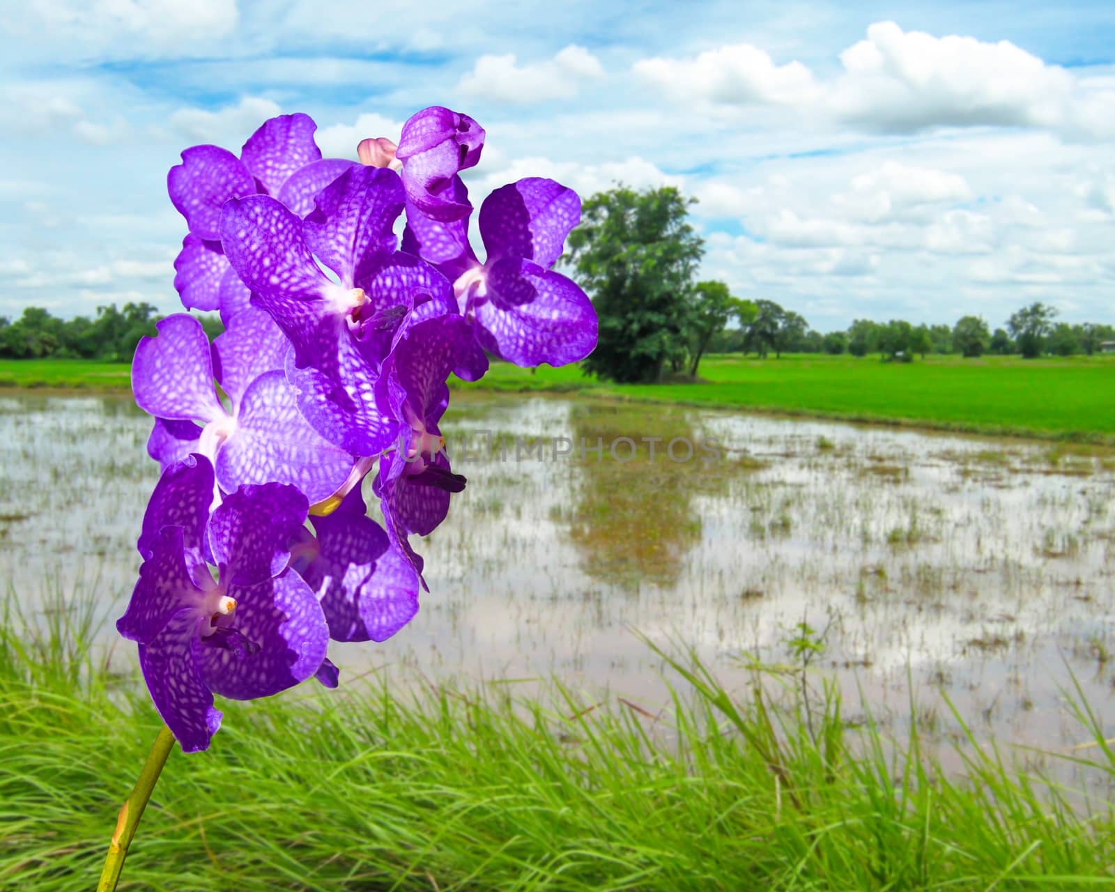 Blue Vanda coerulea Orchid on nature landscape