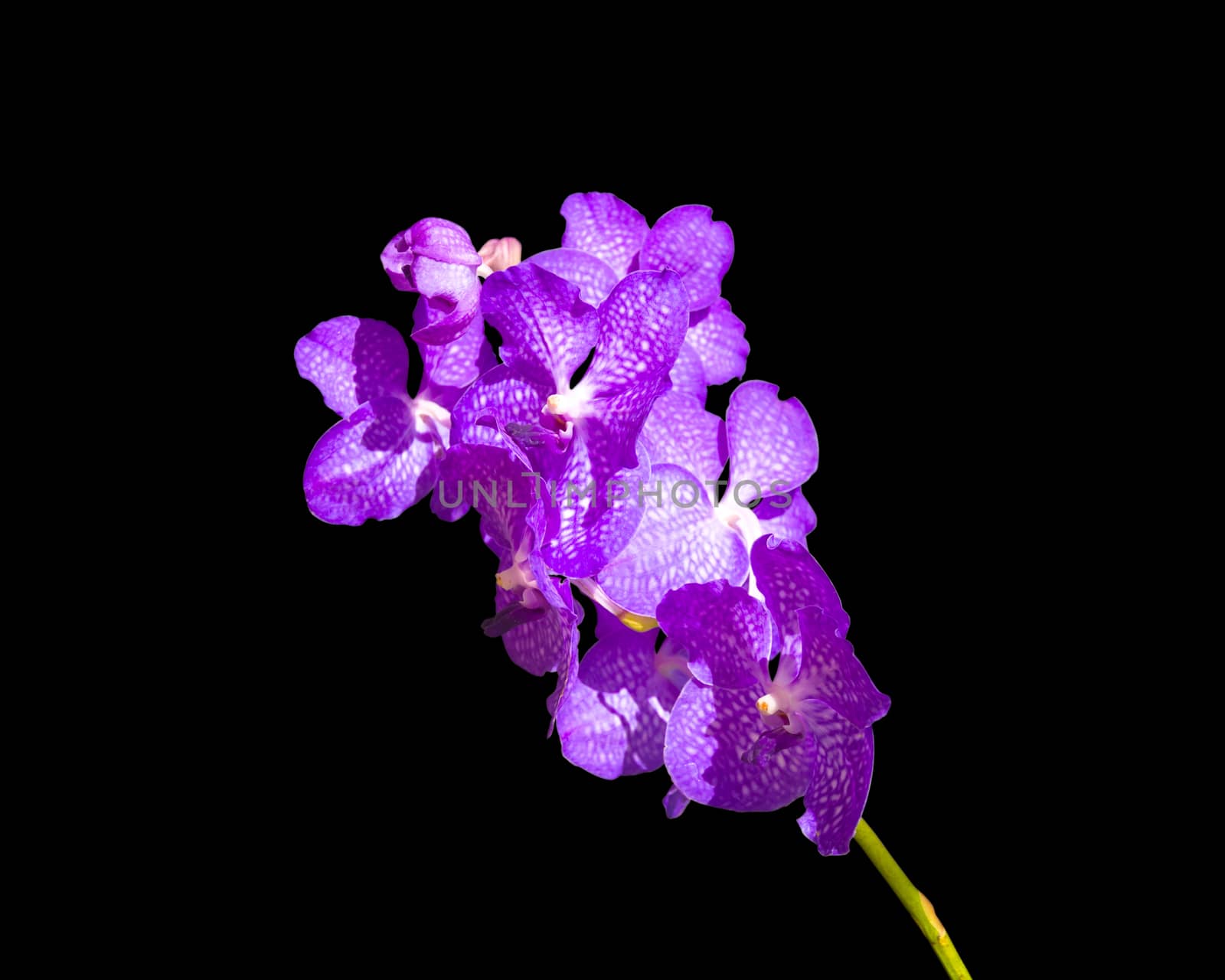 Blue Vanda coerulea Orchid, isolated on black