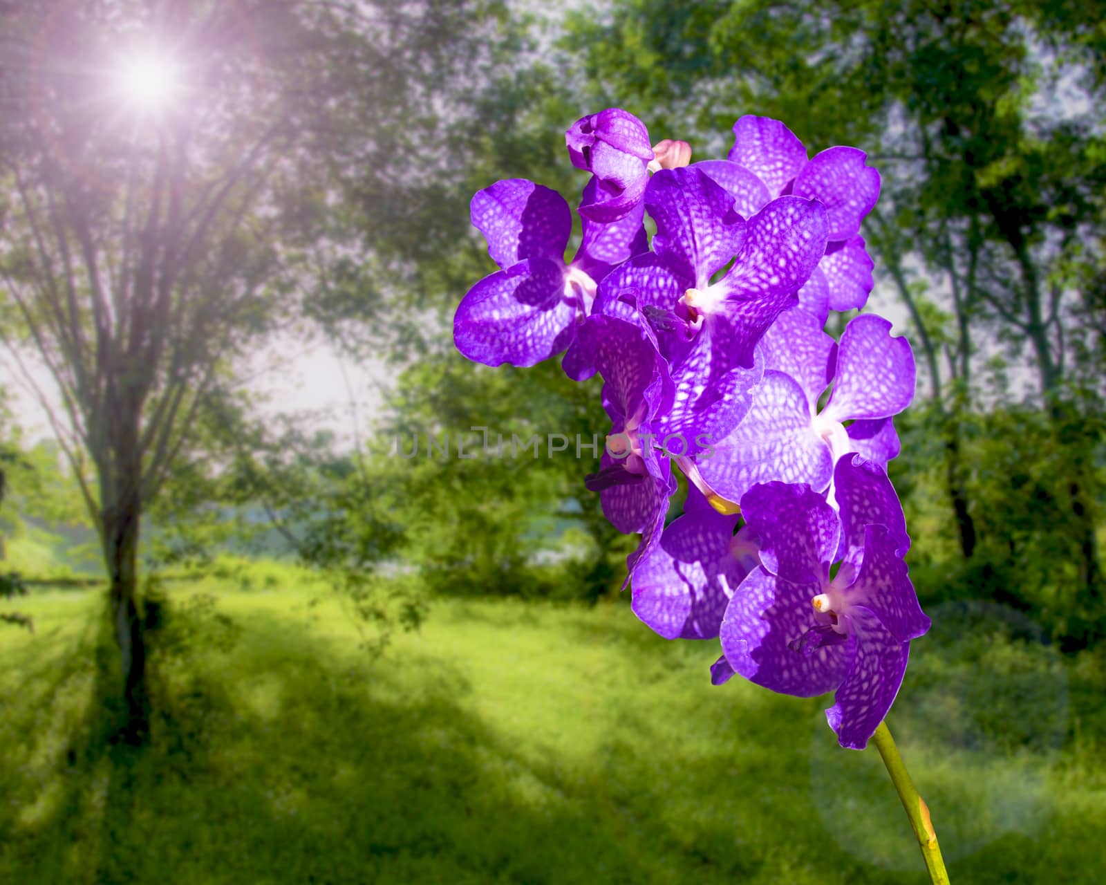 Blue Vanda coerulea Orchid on nature landscape