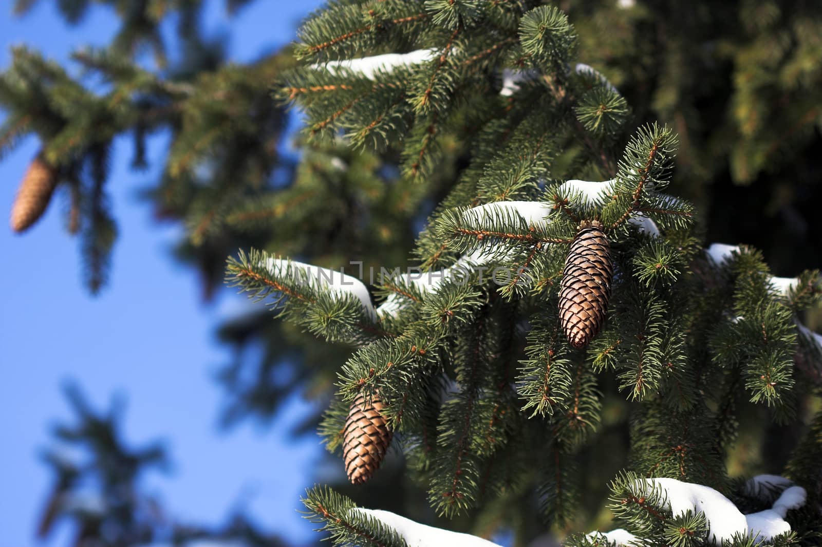 pine cones on pine tree in winter