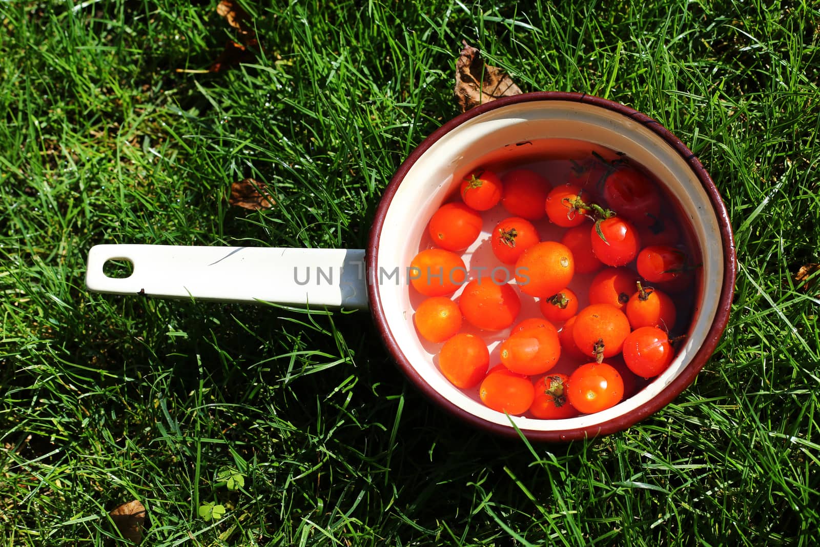cherry tomatoes by alexkosev