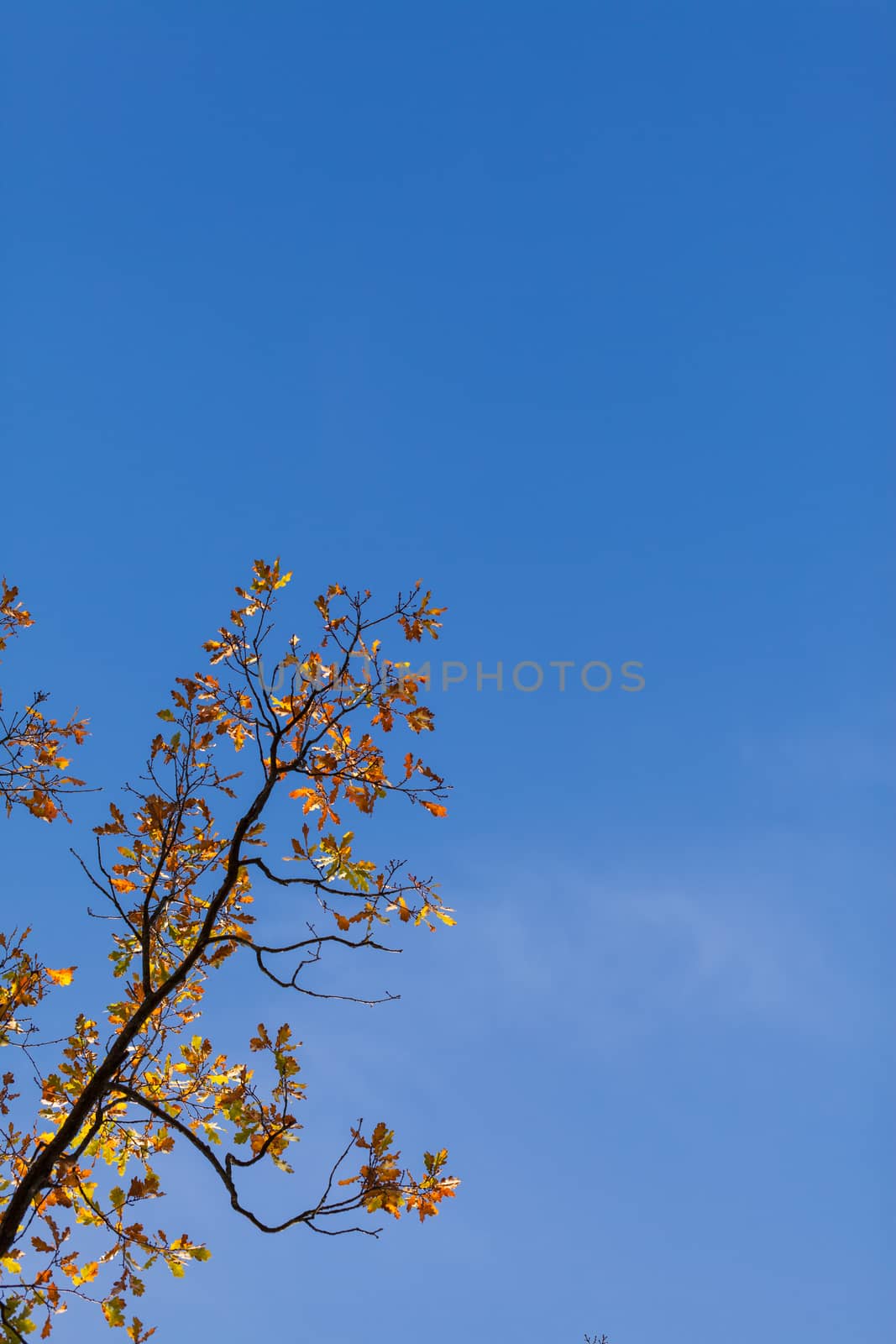 Autumn maple leaves against blue sky by igor_stramyk