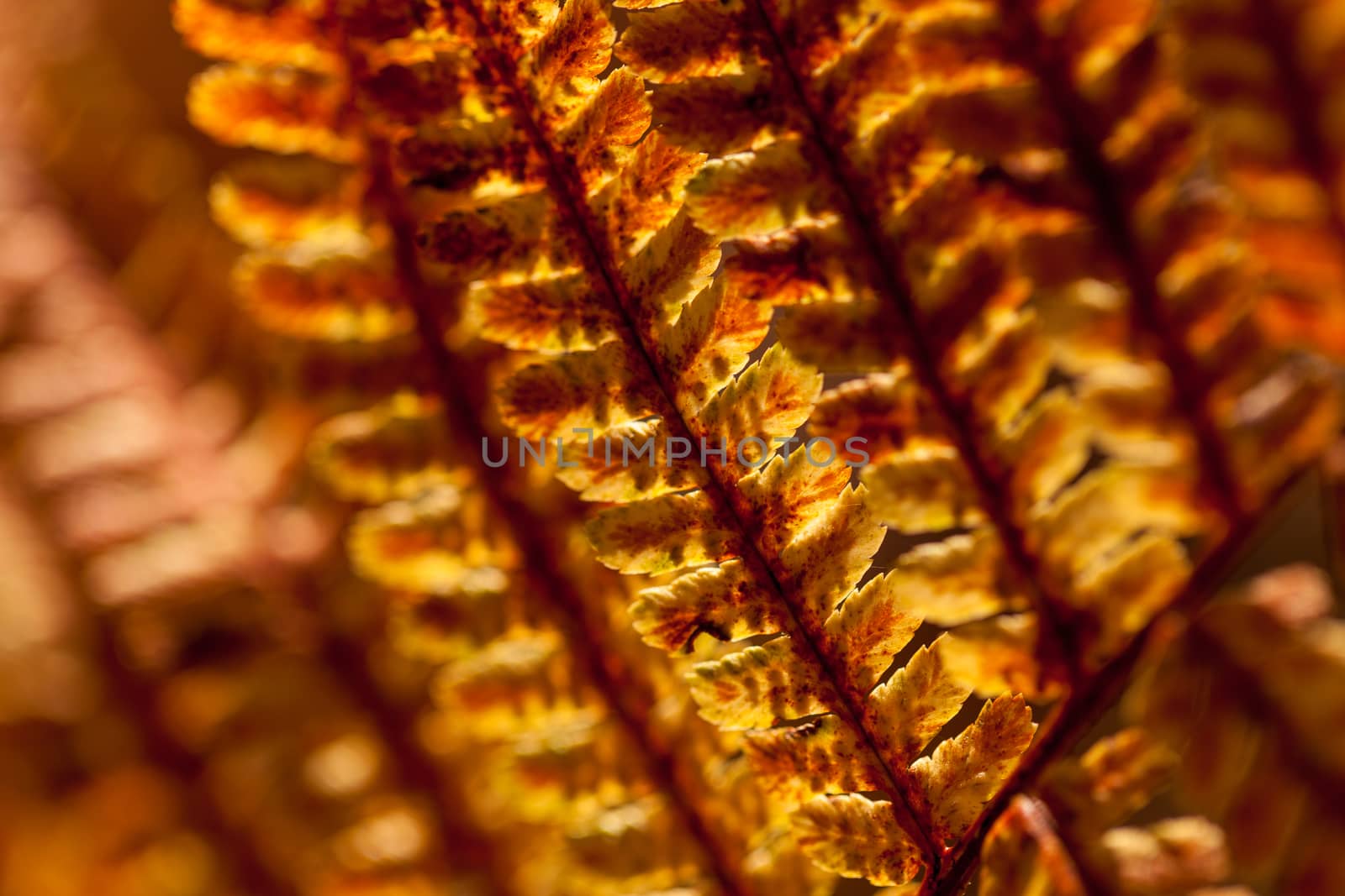 Autumn yellow fern. Close-up macro with blured background.