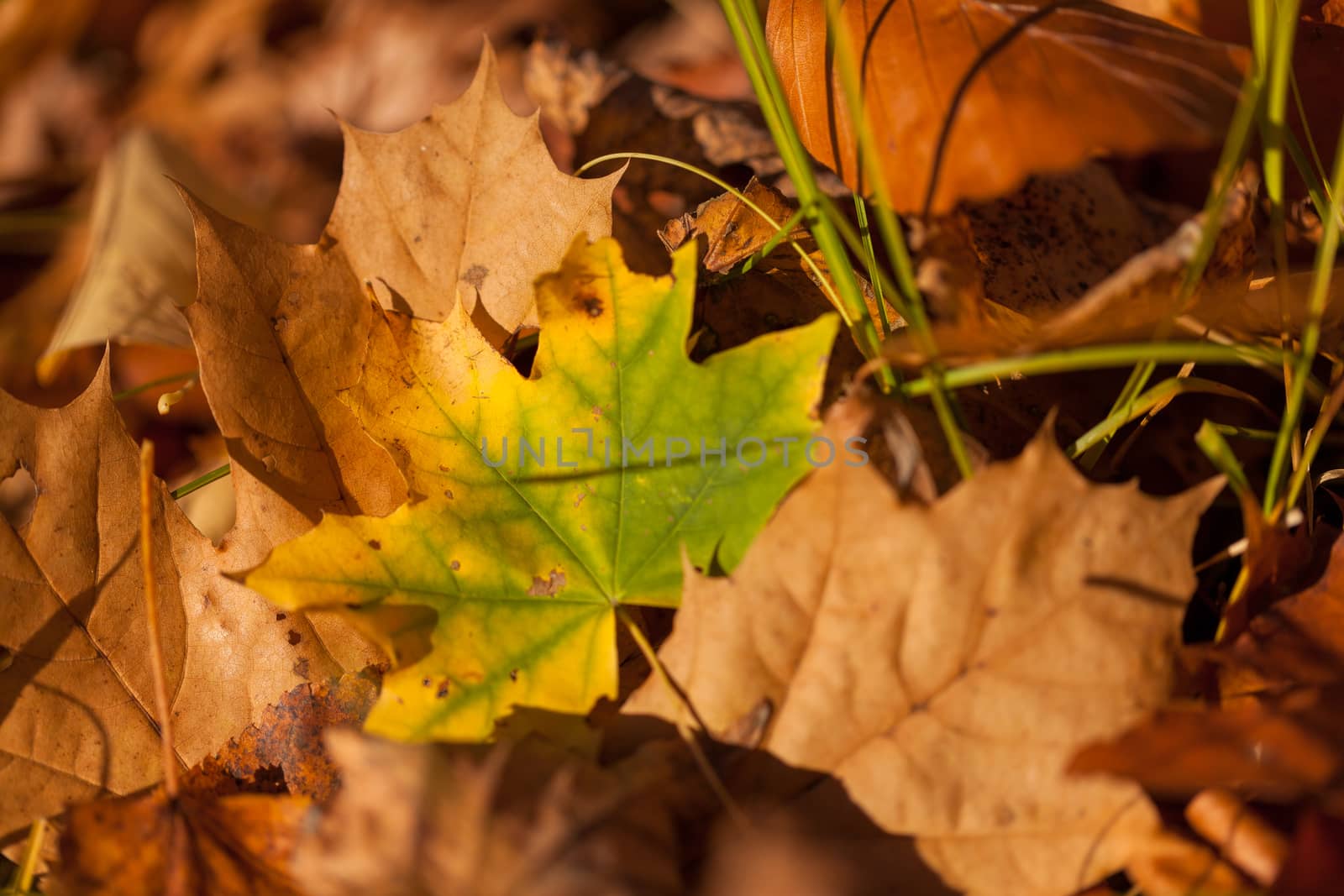 Fallen yellow and brown autumn leaves pattern background