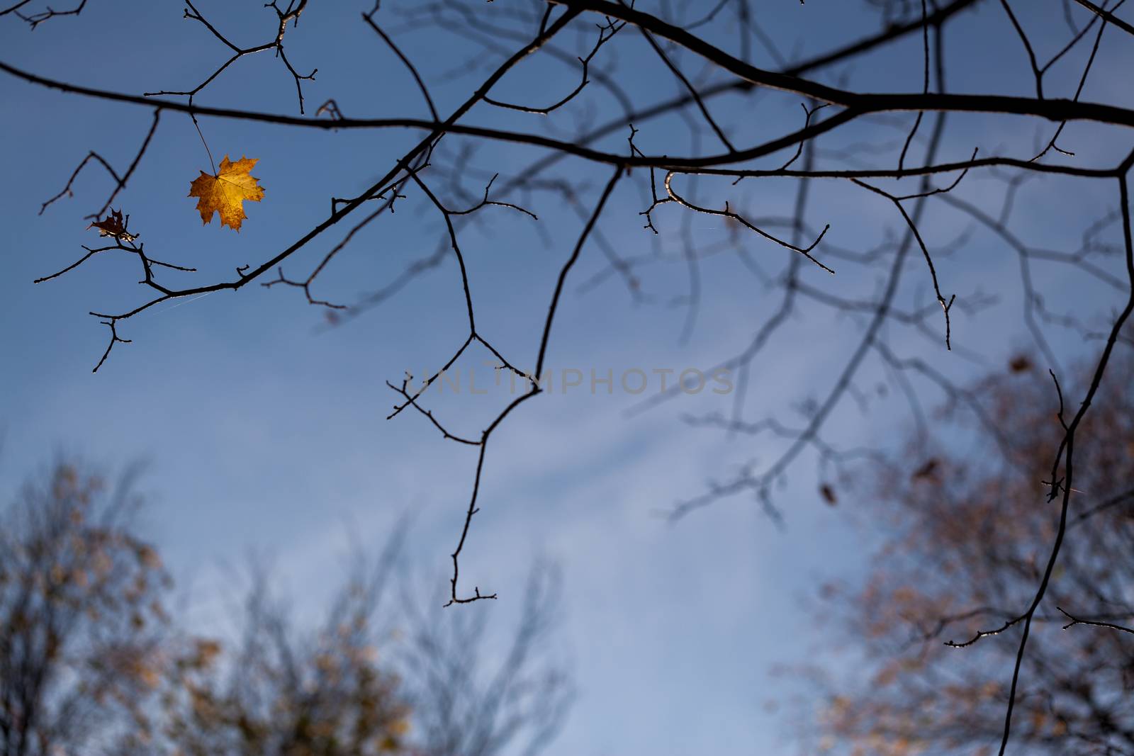 Last autumn leave on tree against blue sky