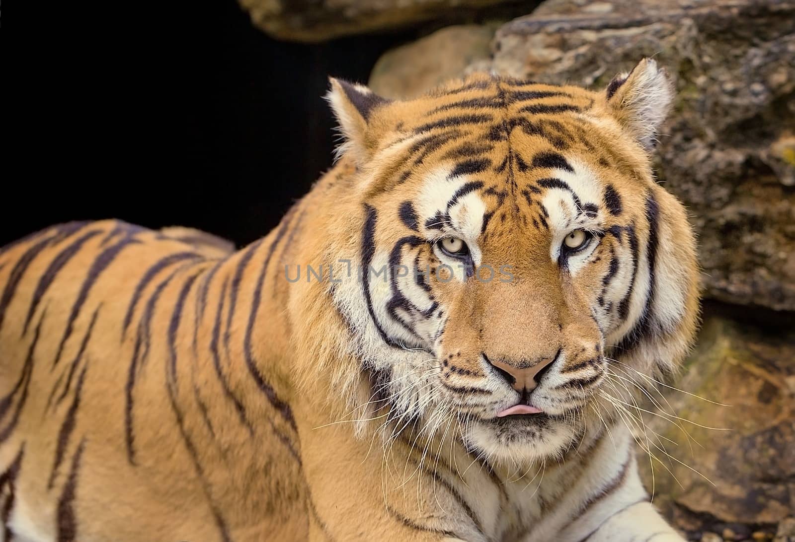 Close portrait of a tiger sitting in serenity. 