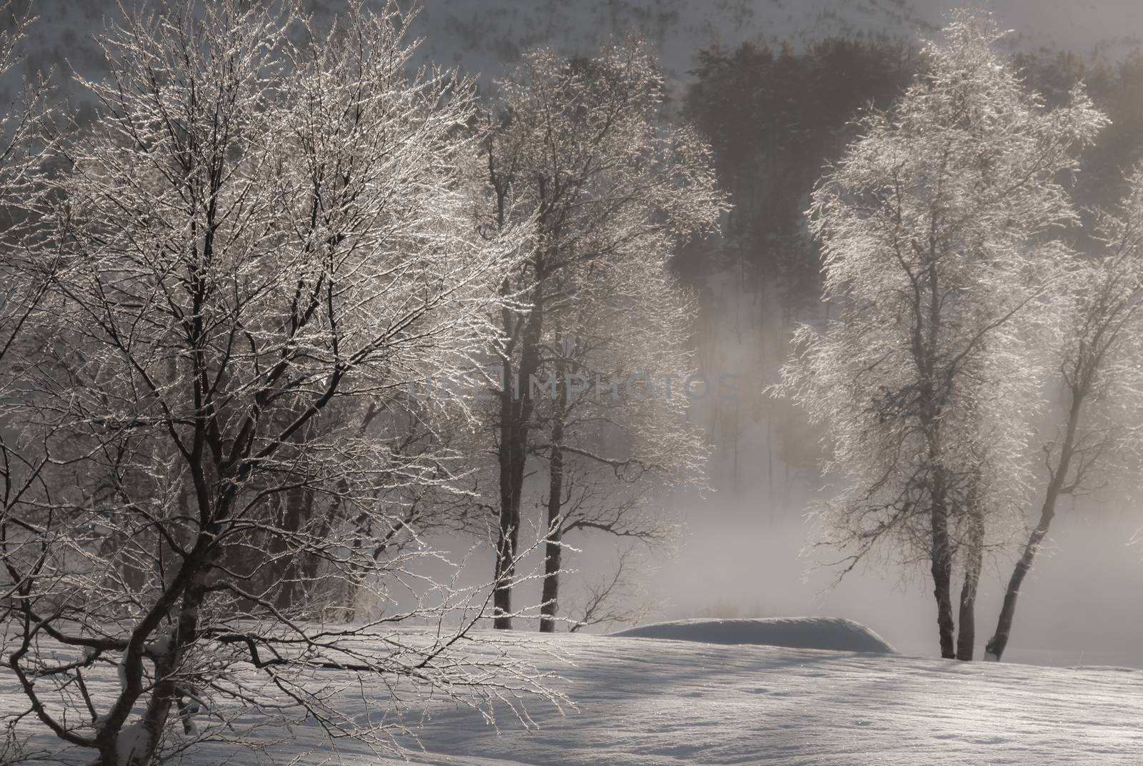 Early winter morning in the forest with ice on the trees, the first sun and mist