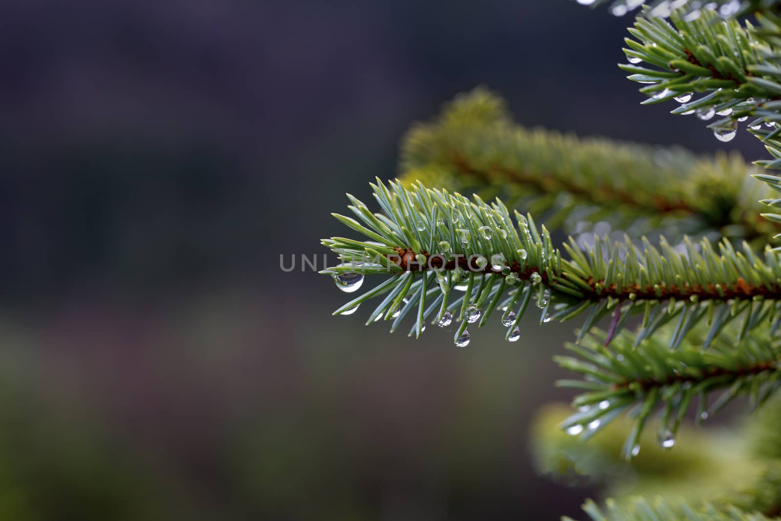 Rain and dew drops on tips of spruce needles with copy space on left of horizontal image;