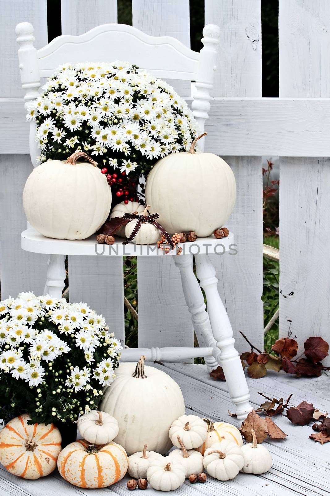 White Pumpkins and Mums by StephanieFrey