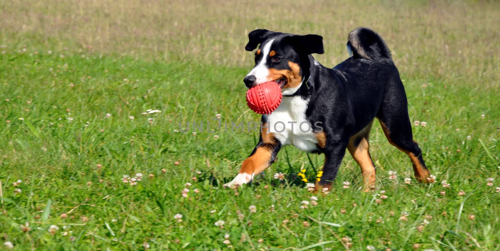Appenzell cattle dog running on the green grass