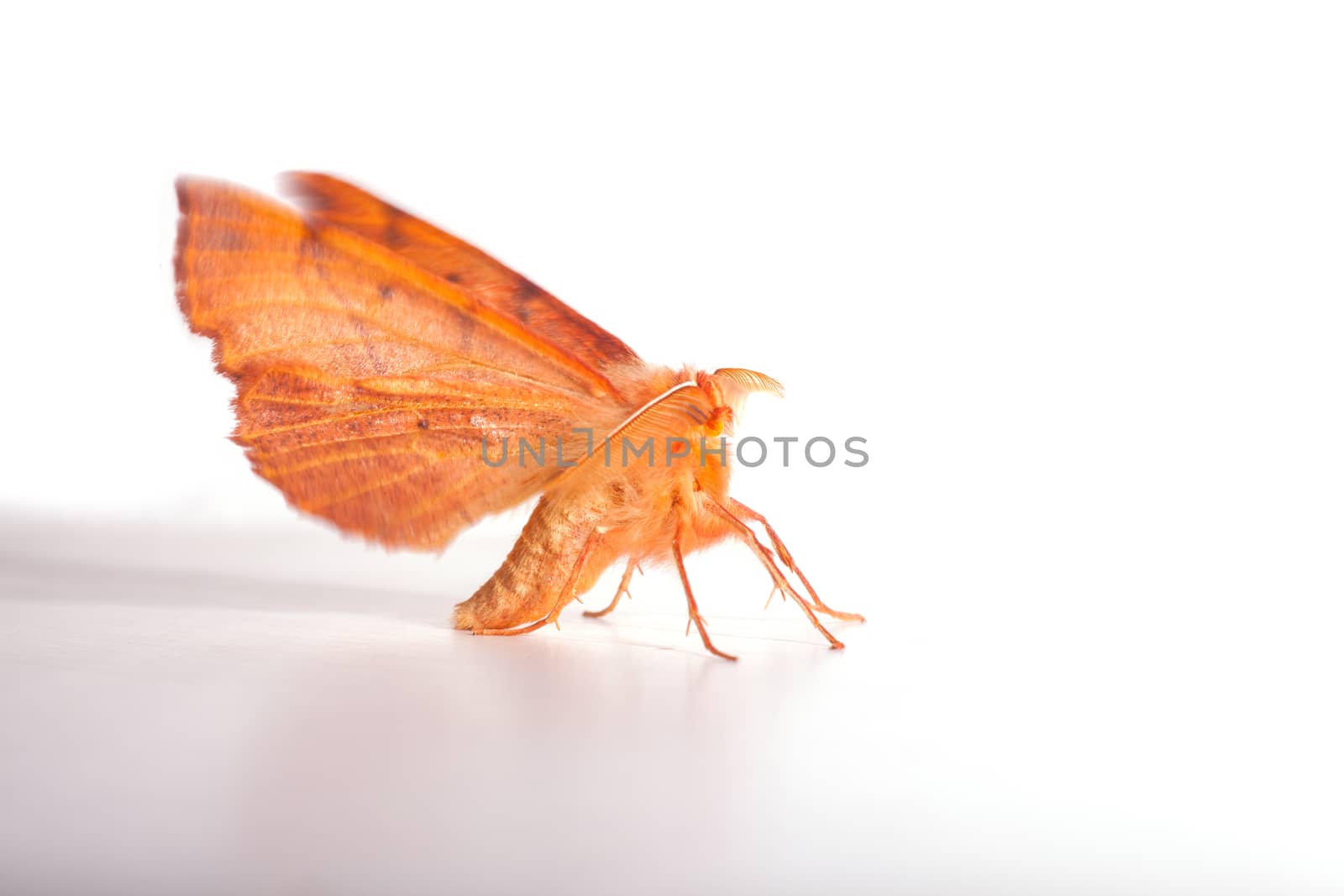 Close up of moth on white, insects related to the butterflies and belonging to the order Lepidoptera