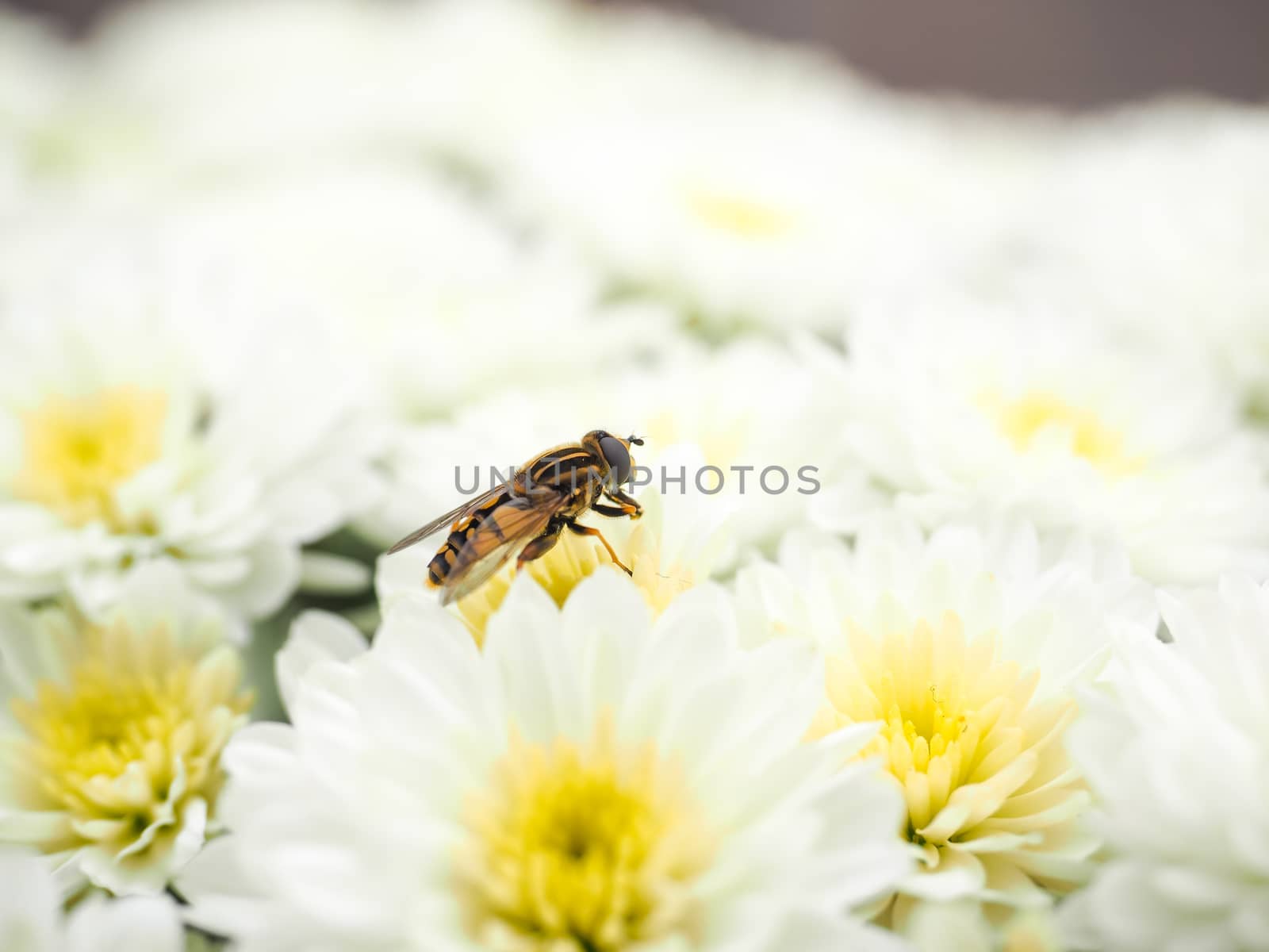 Bee gathering nectar while pollinating a pile of white flowers with yellow center