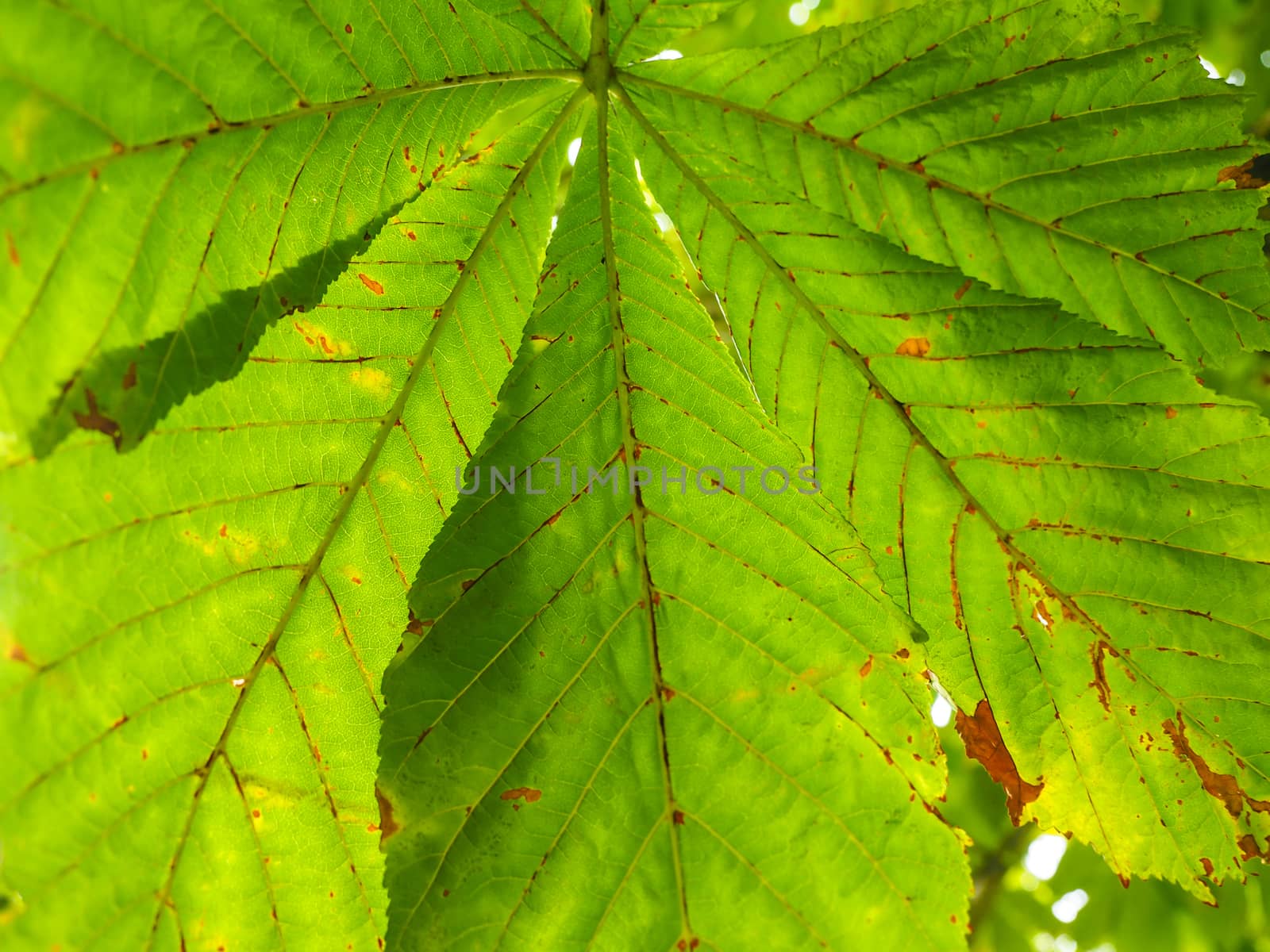 Castania leaf at closeup outdoors in daylight by Arvebettum