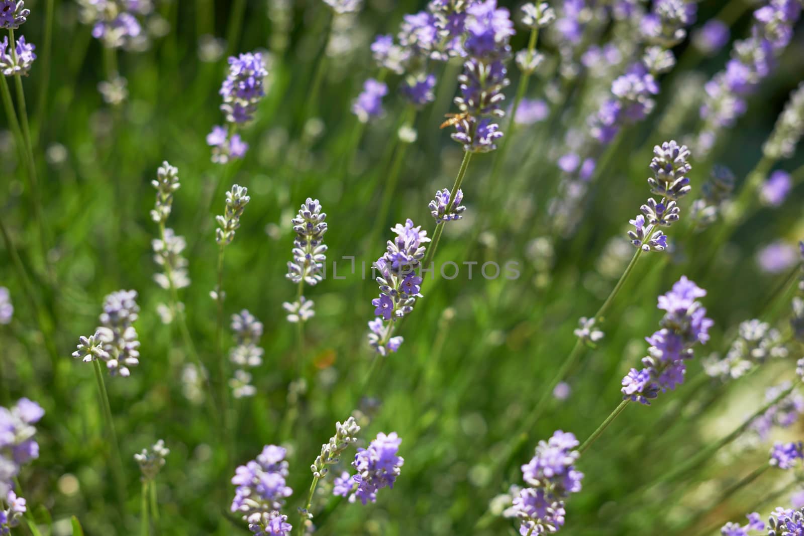 Lavender by ecobo