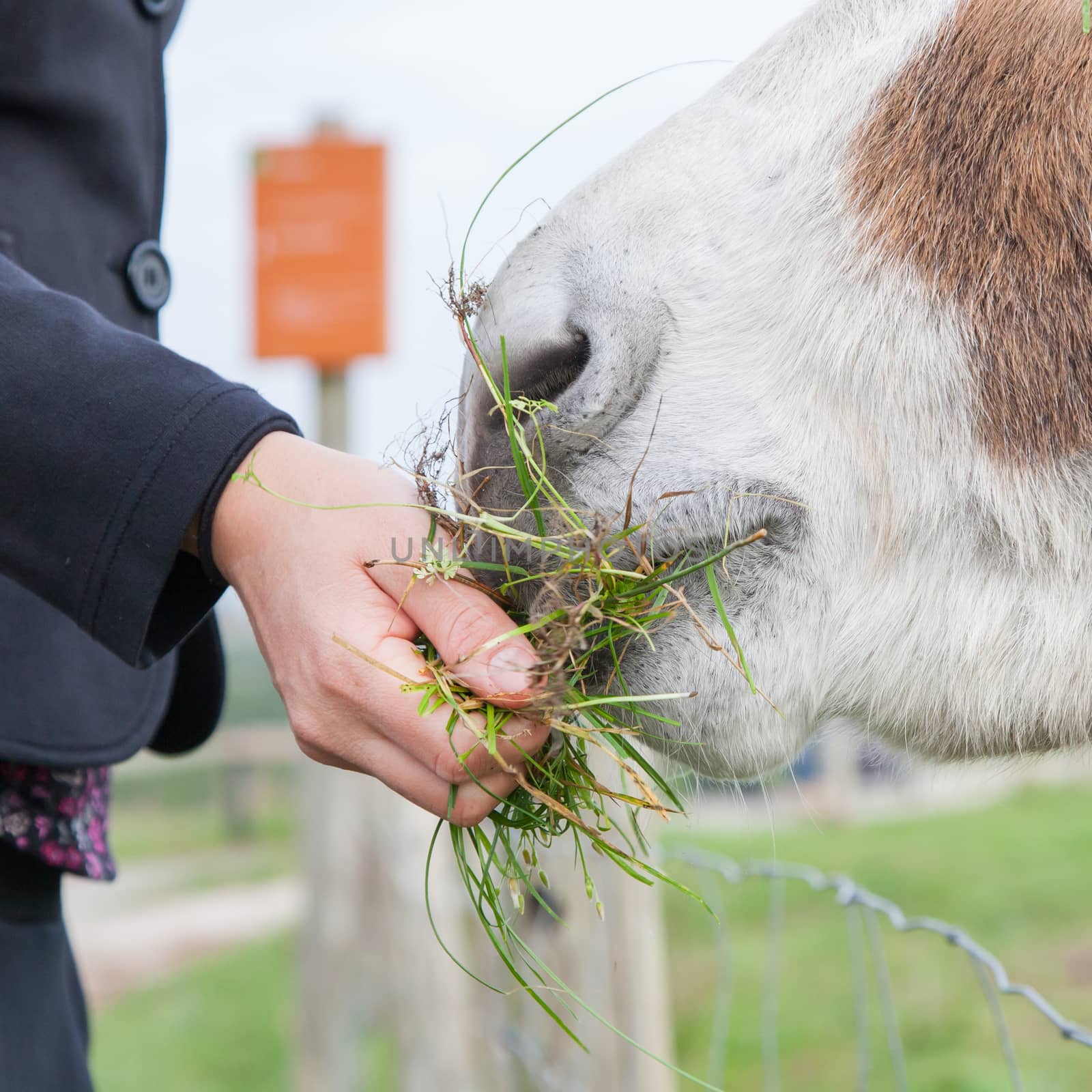 Shot of a woman feeding a donkey