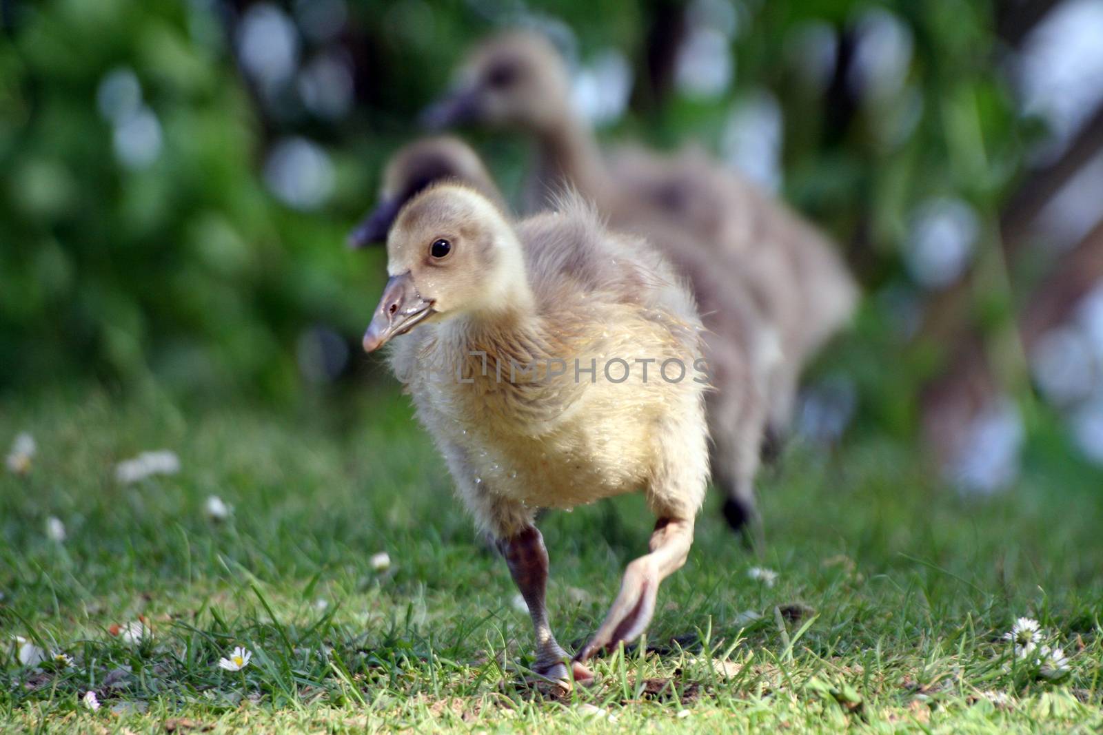 cute Little gosling walking on the lawn