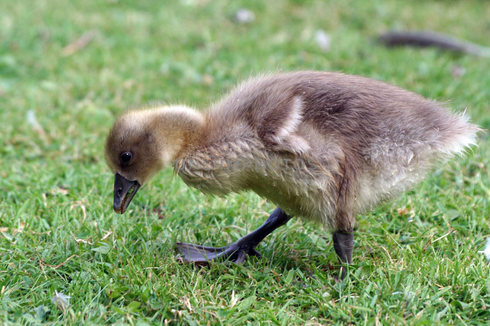 cute Little gosling eating grass