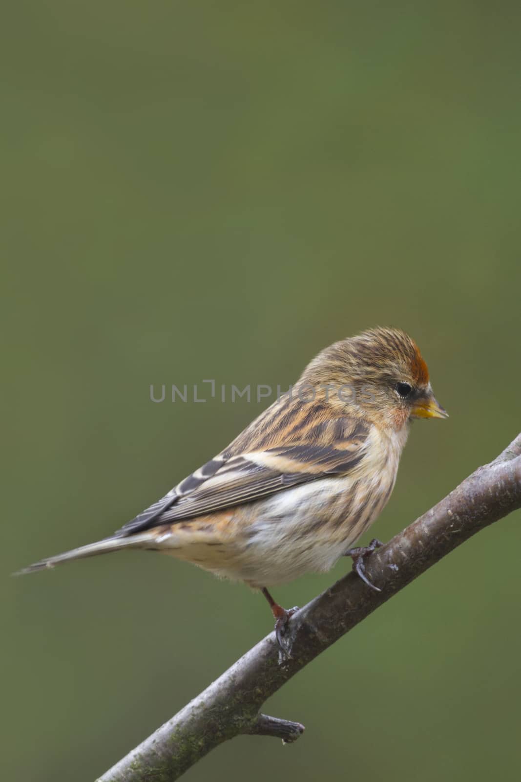Redpoll (Carduelis flammea)  perched on a branch