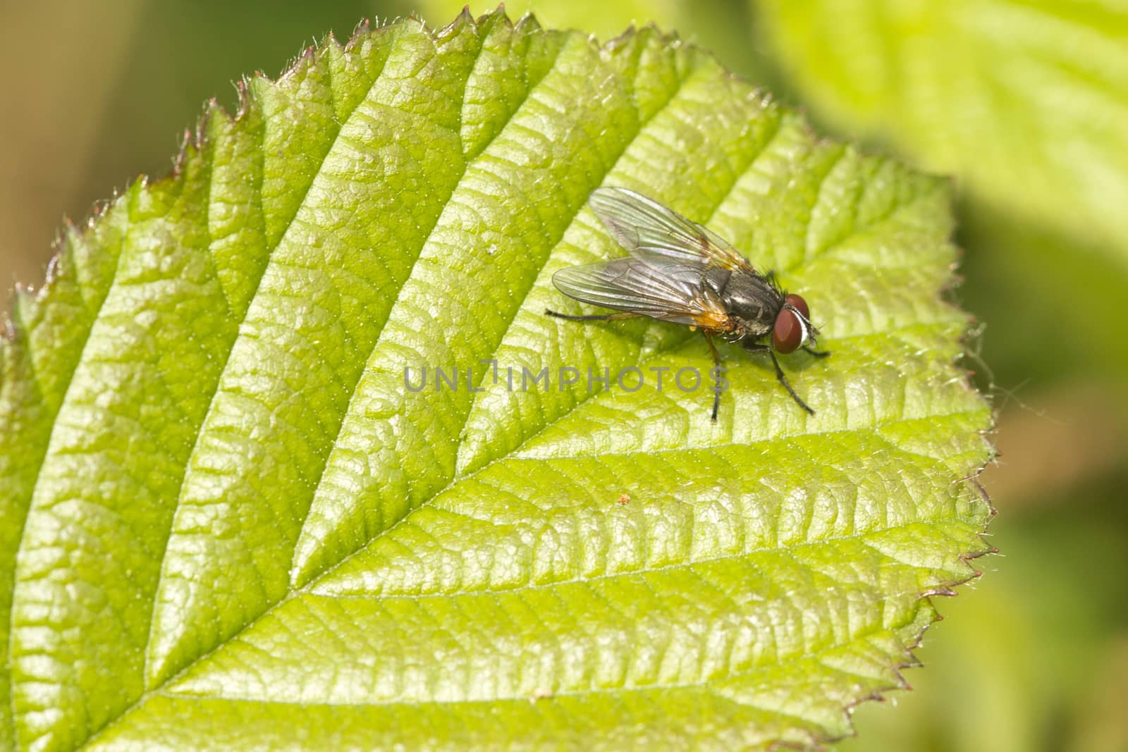 A Fly on a leaf close up