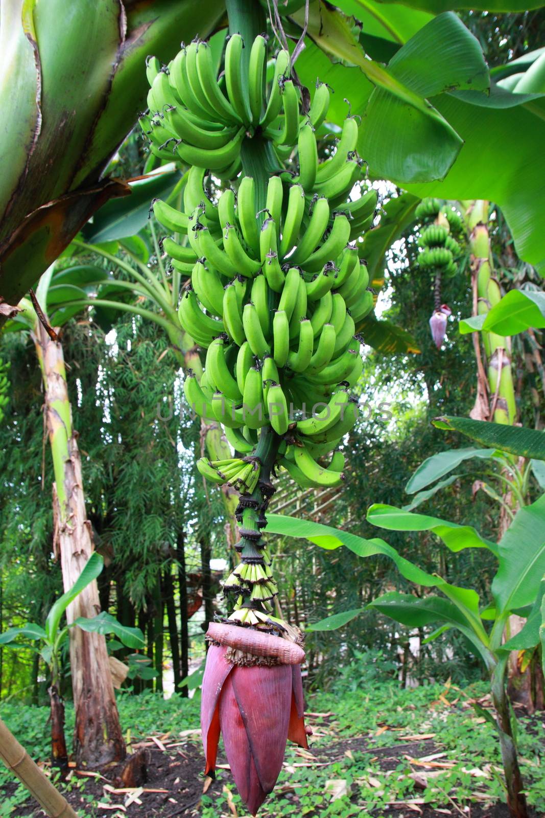 Banana by mitzy