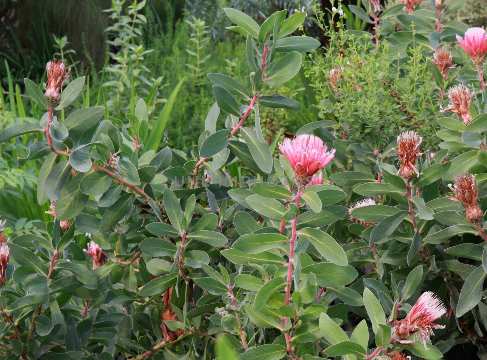 Protea by mitzy