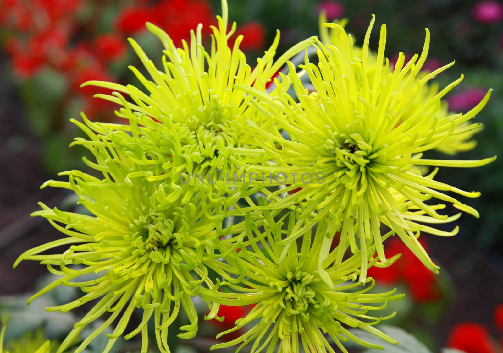 Spray chrysanthemum by mitzy