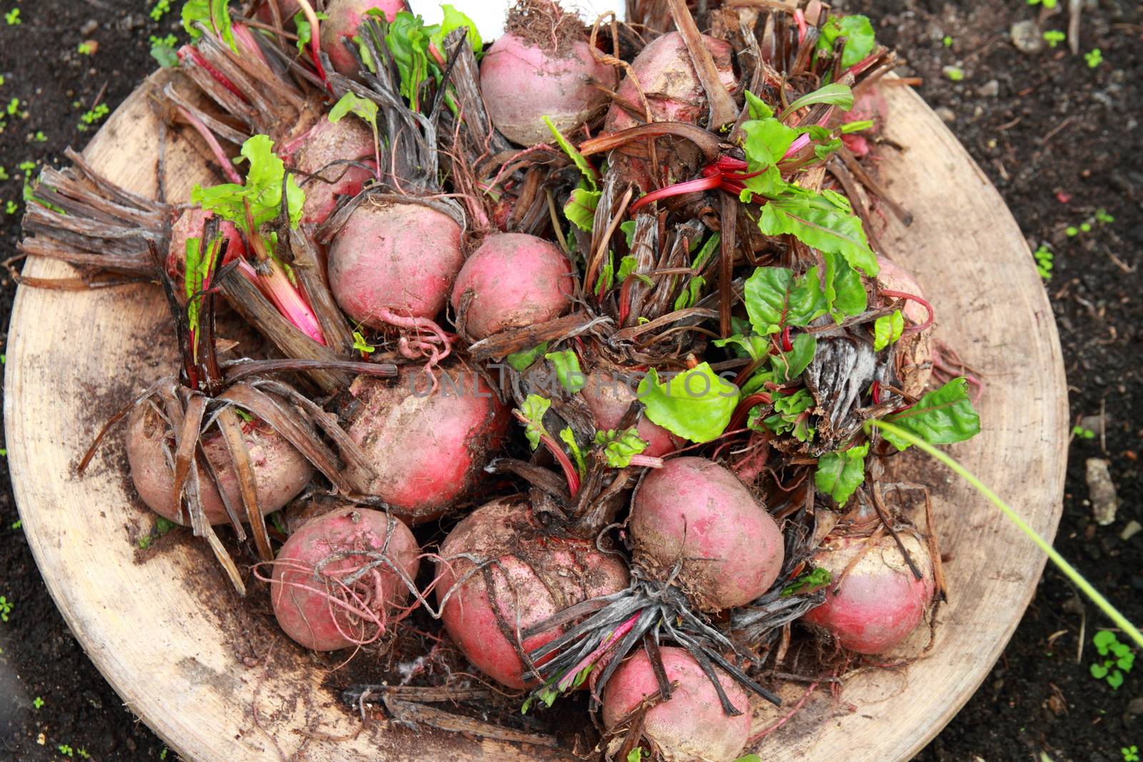 Beetroot by mitzy