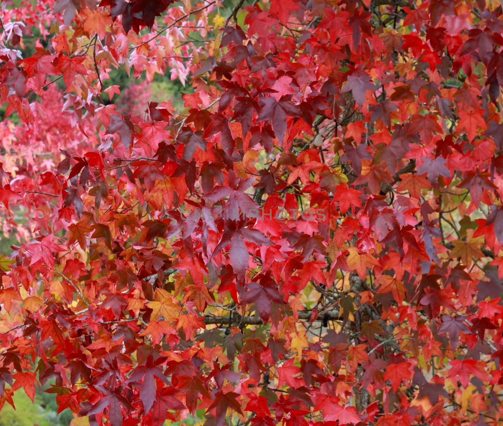 Autumn leaf background by mitzy