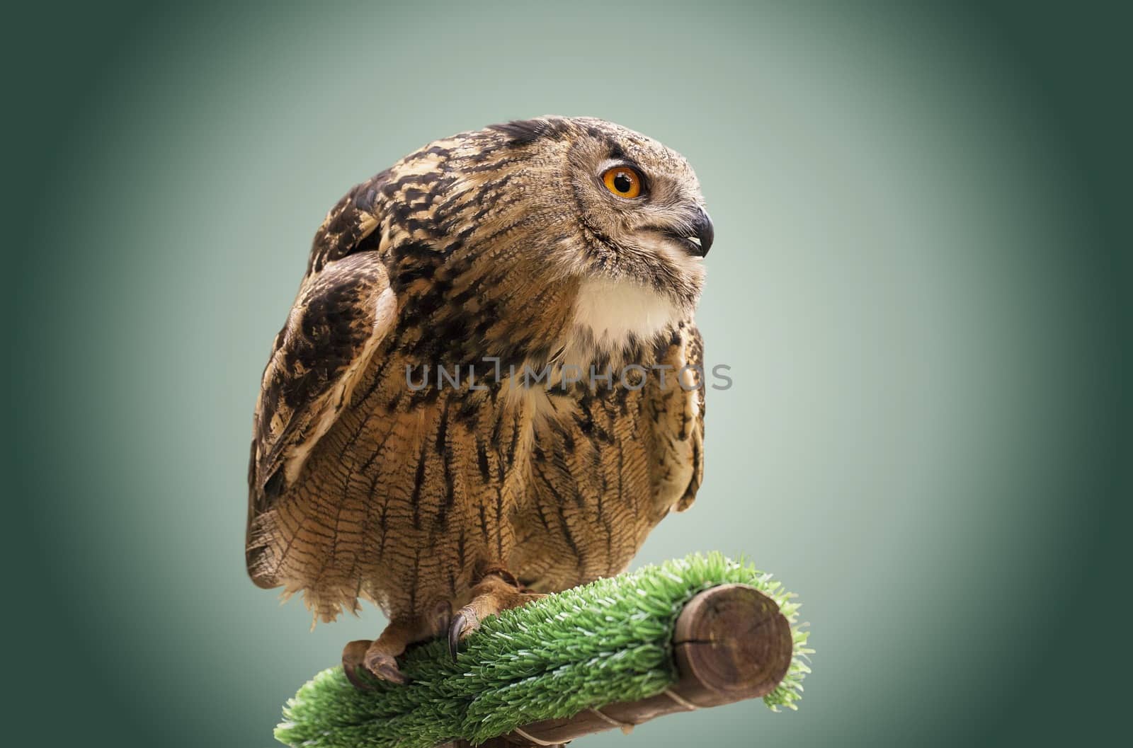 Owl by Onigiristudio