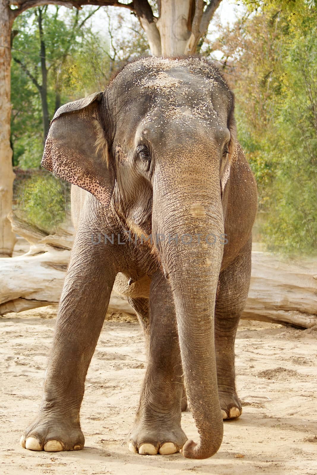 Photo shows a acloseup of wild elephant in the wood.