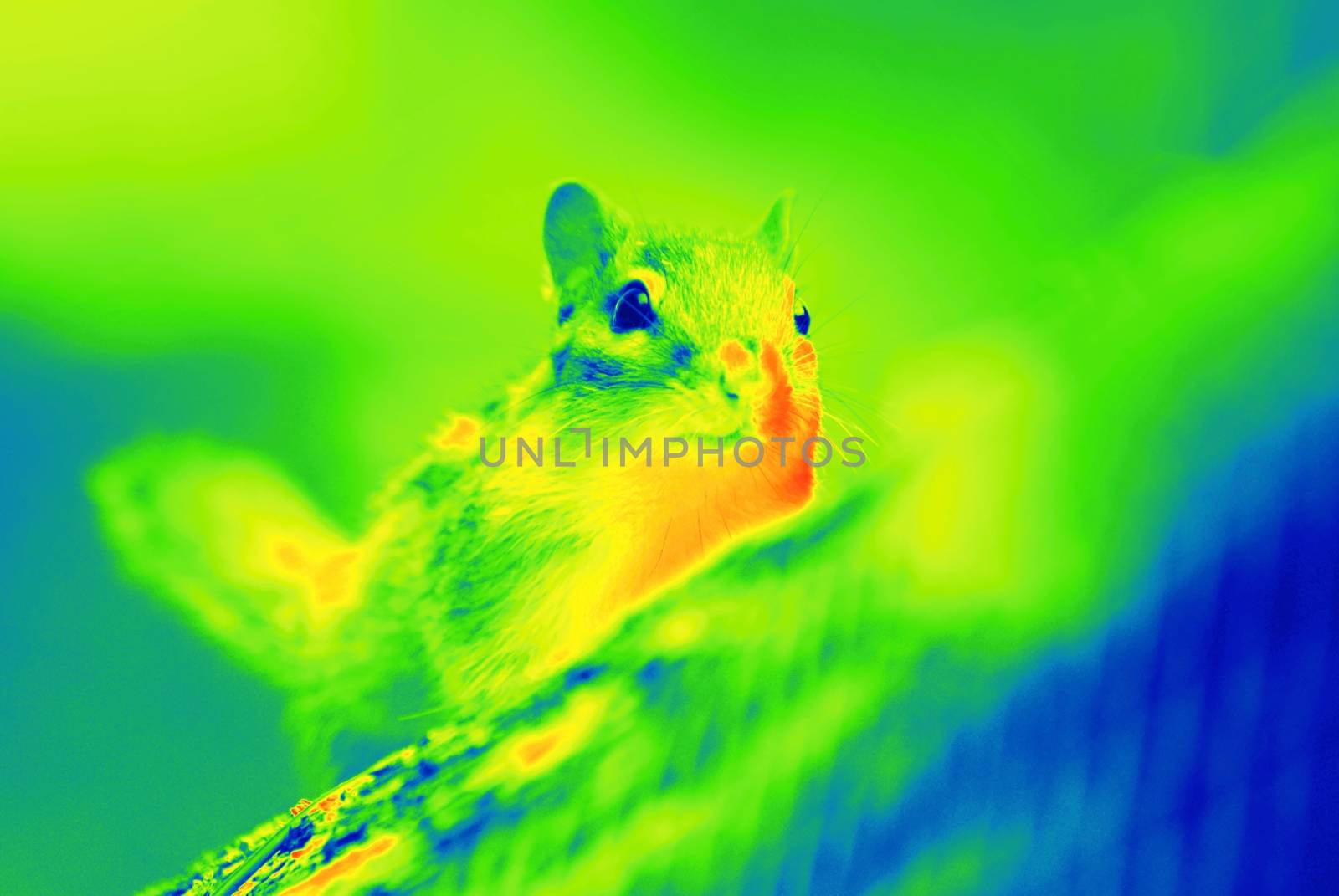 Chipmunk animal by thermal camera by Dermot68