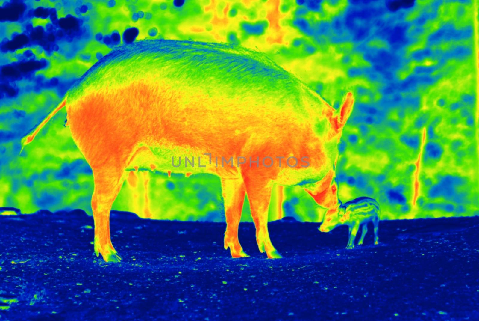 Wild pigs  by thermal camera by Dermot68