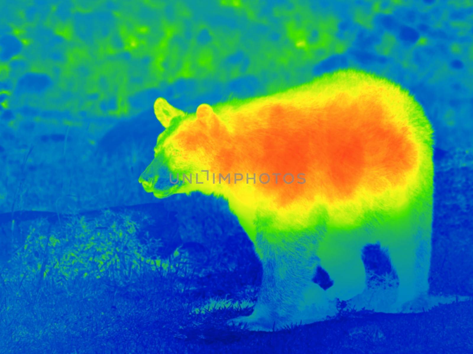 Black bear by thermal camera by Dermot68