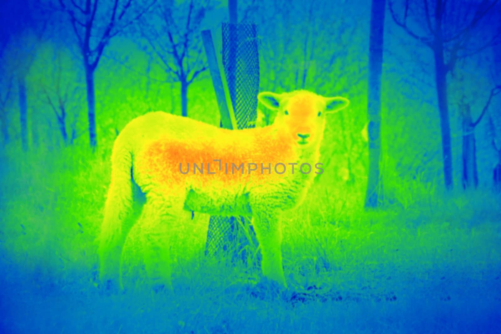 Photo shows young white sheep in the green park by a thermal camera.