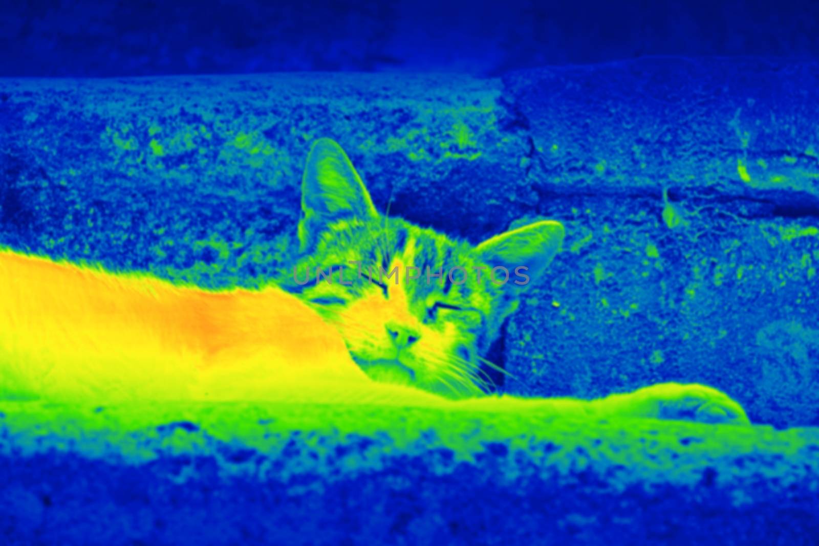 Cat on the street by thermal camera by Dermot68