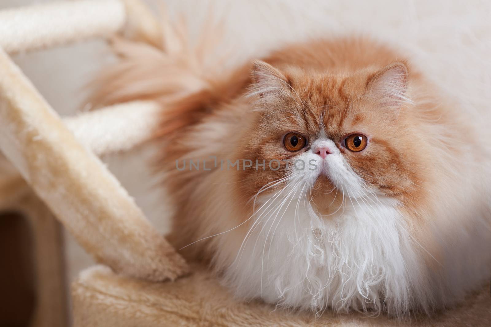 House Persian kitten of a red and white color on simple background