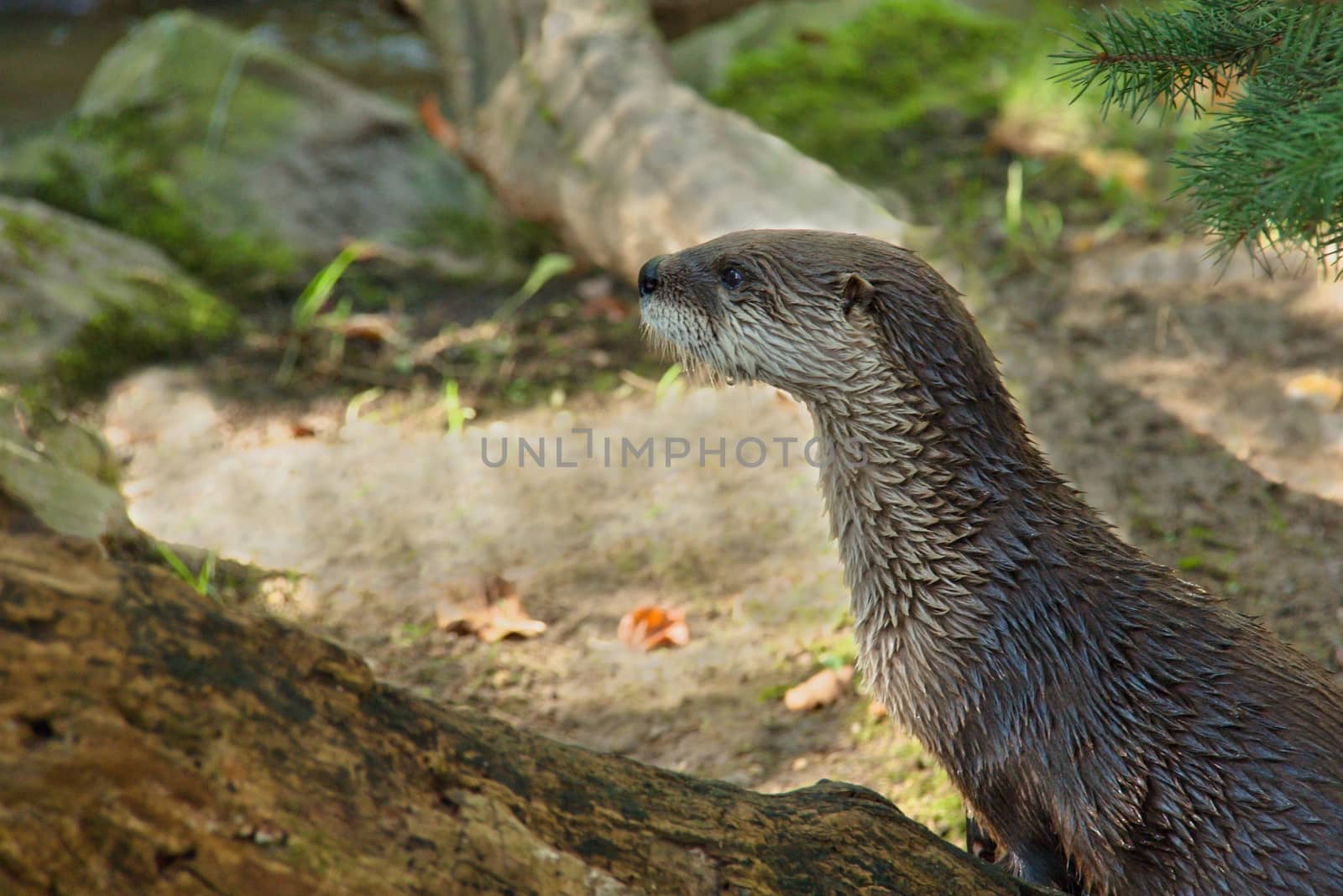Photo shows a closeup of a wild water otter in the wood.