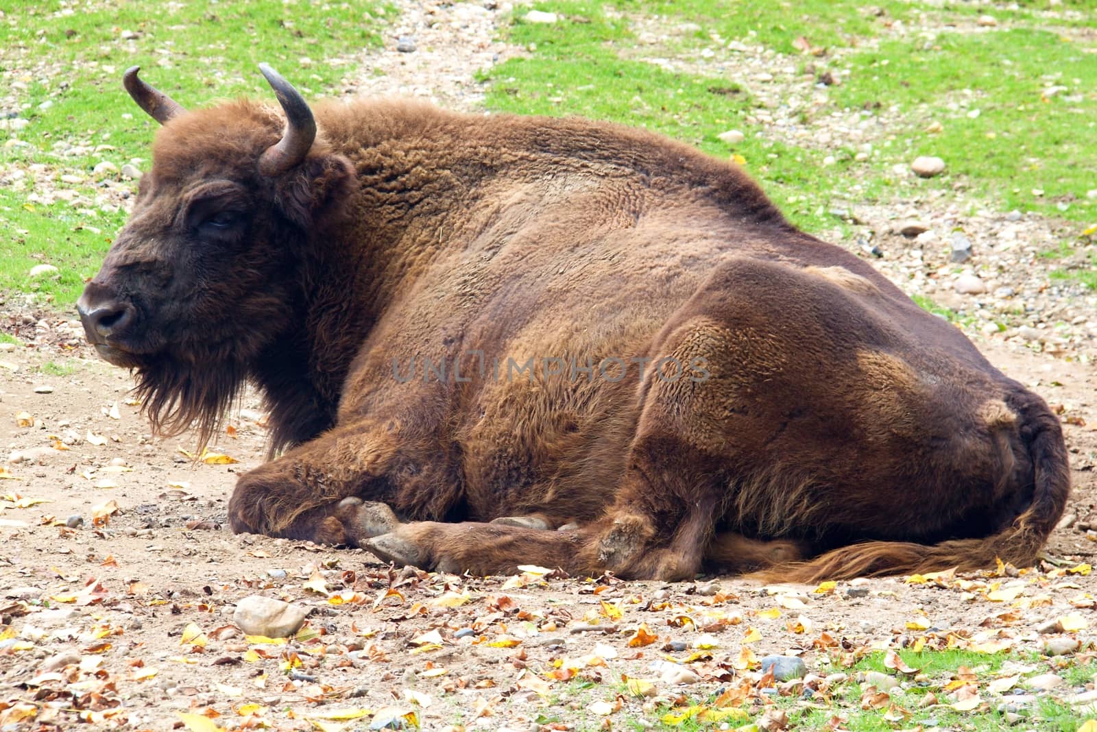 Photo shows a closeup of a wild bison in the nature.