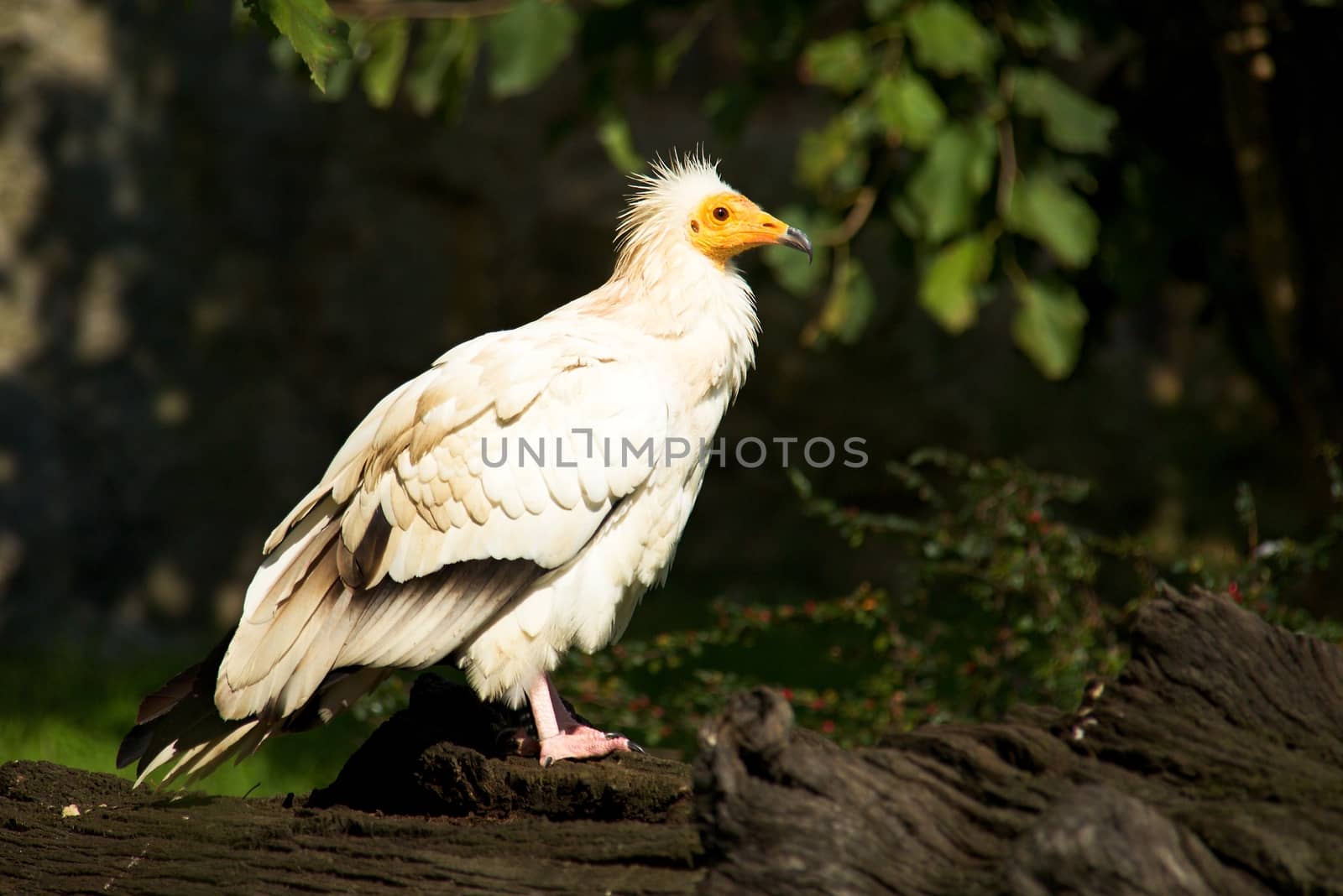 Wild bird in the wood by Dermot68