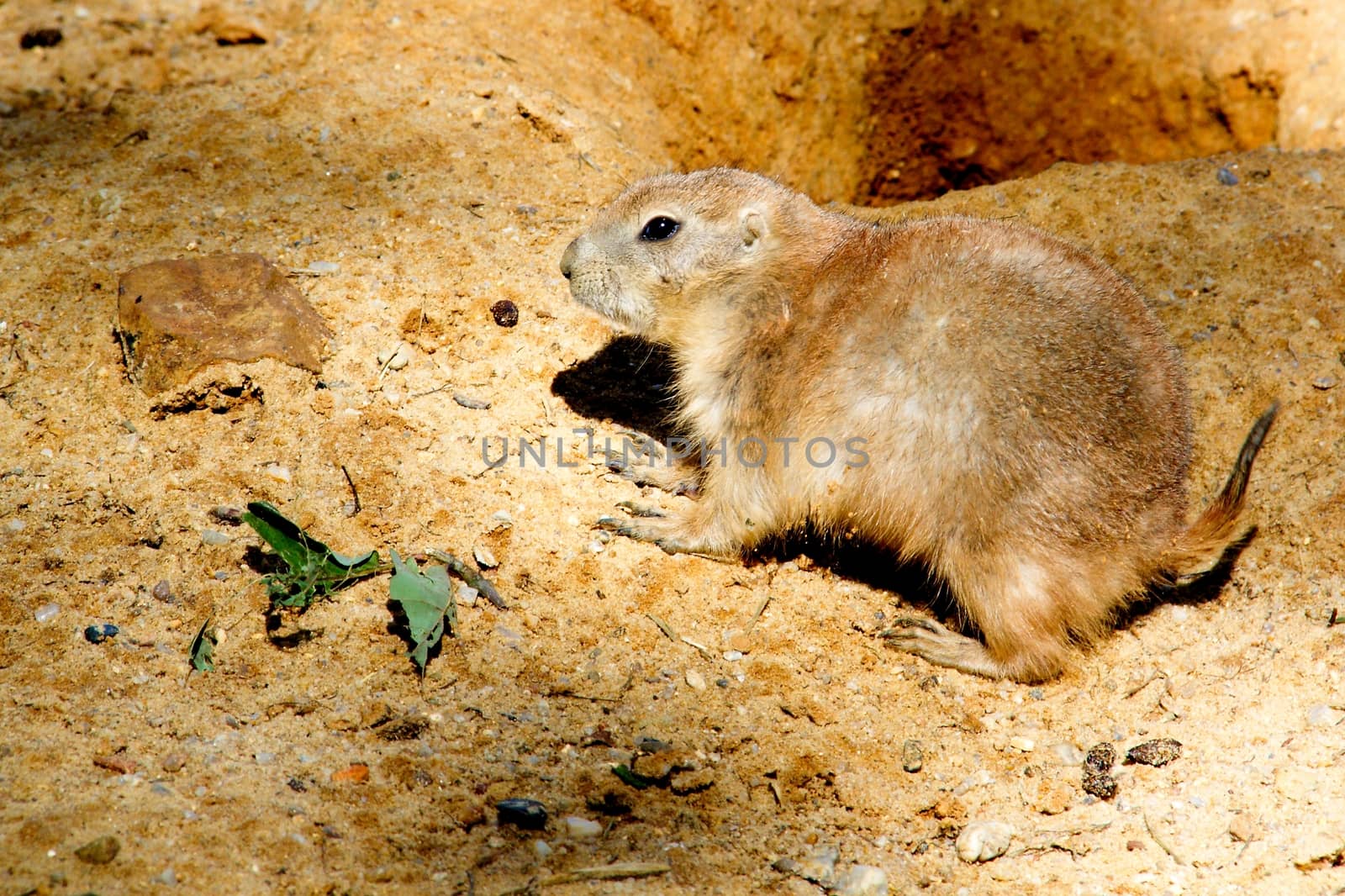 Black-tailed prairie dog by Dermot68