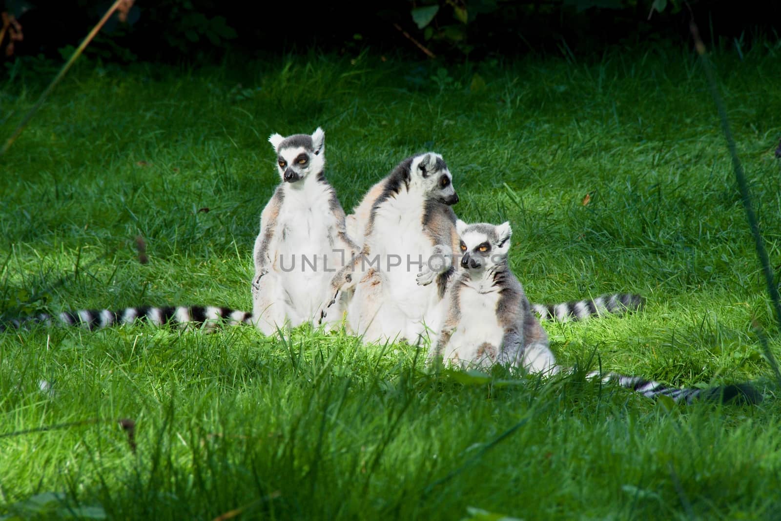 Photo shows a closeup of a lemur family on the grass.