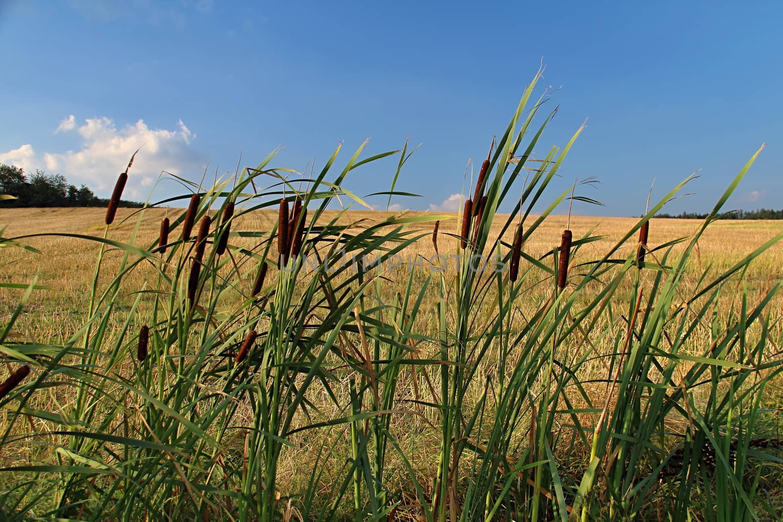 Photo shows details of countryside wood and landscape.