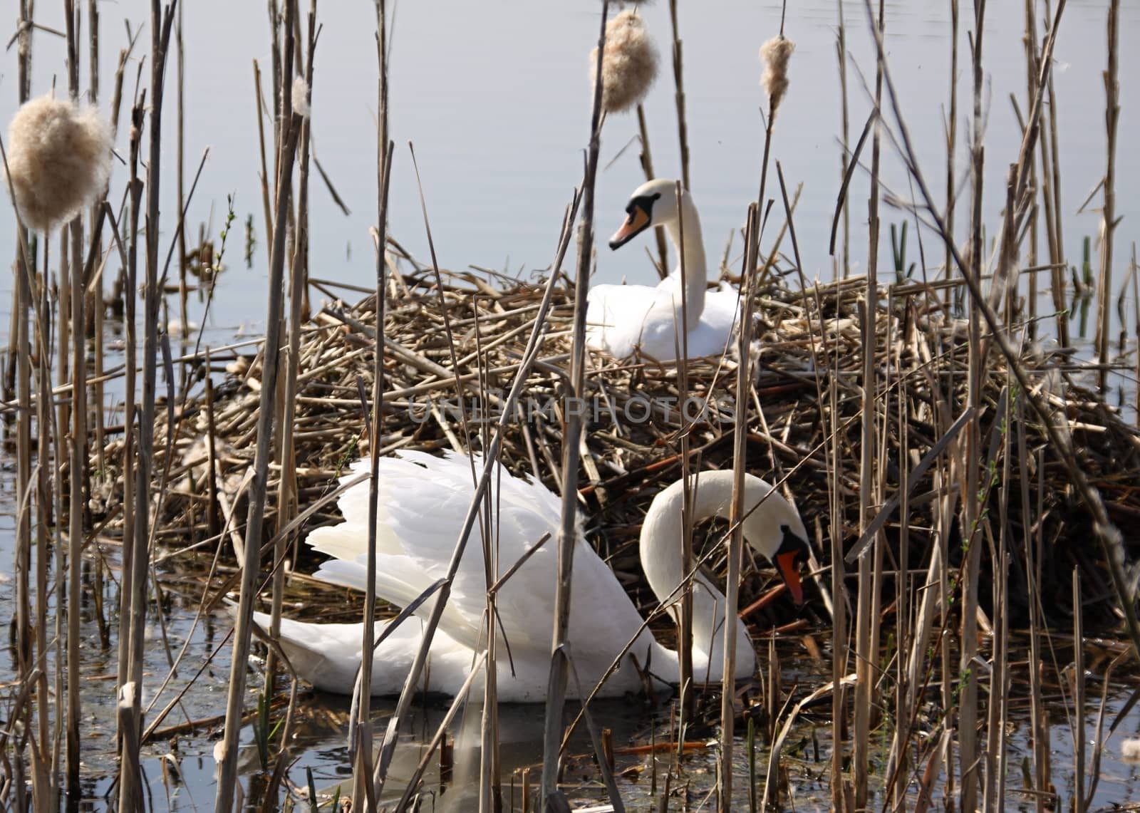Swan Sits On Nest by jnerad