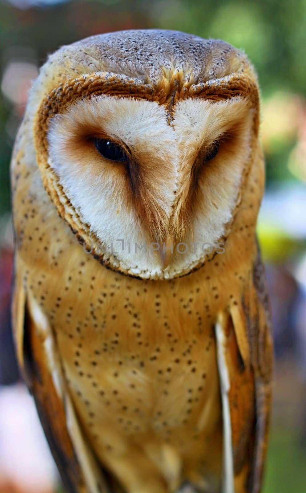 Portrait of wild Barn Owl  by jnerad