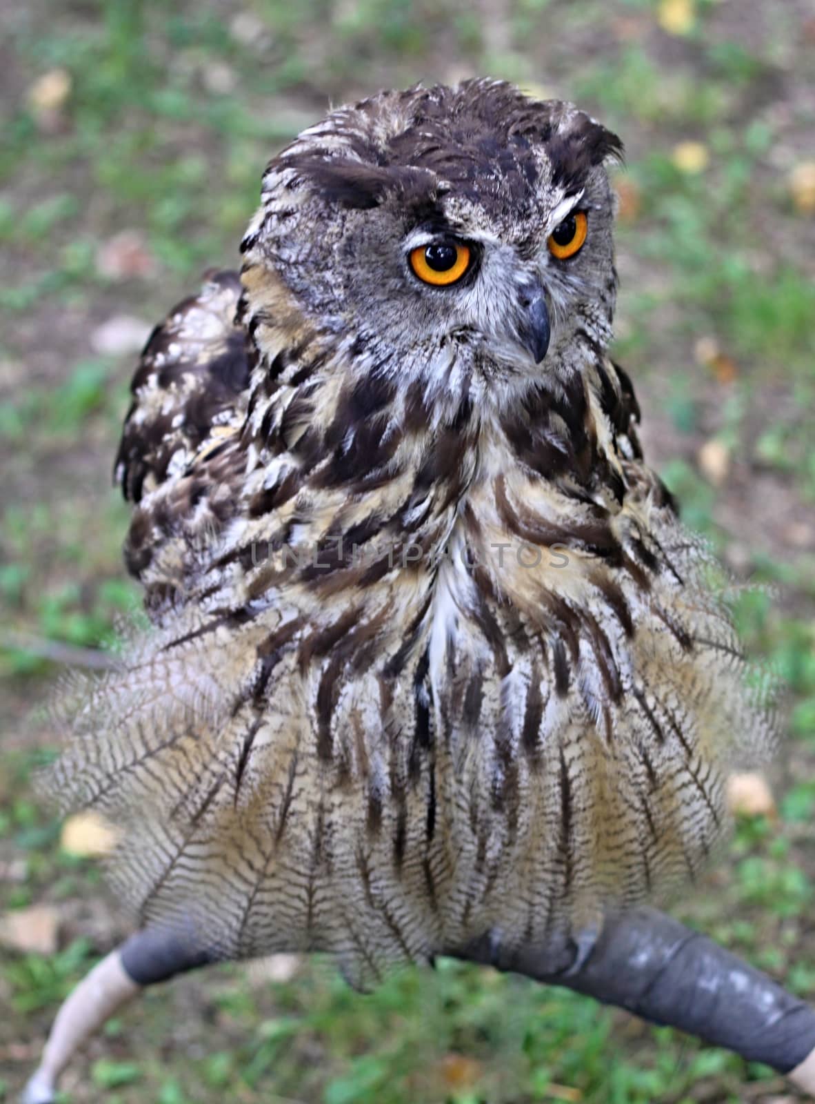 Great Horned Owl Portrait with golden eyes 