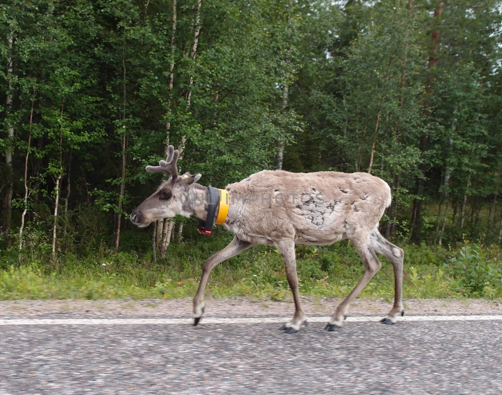 reindeer on the road in summer time