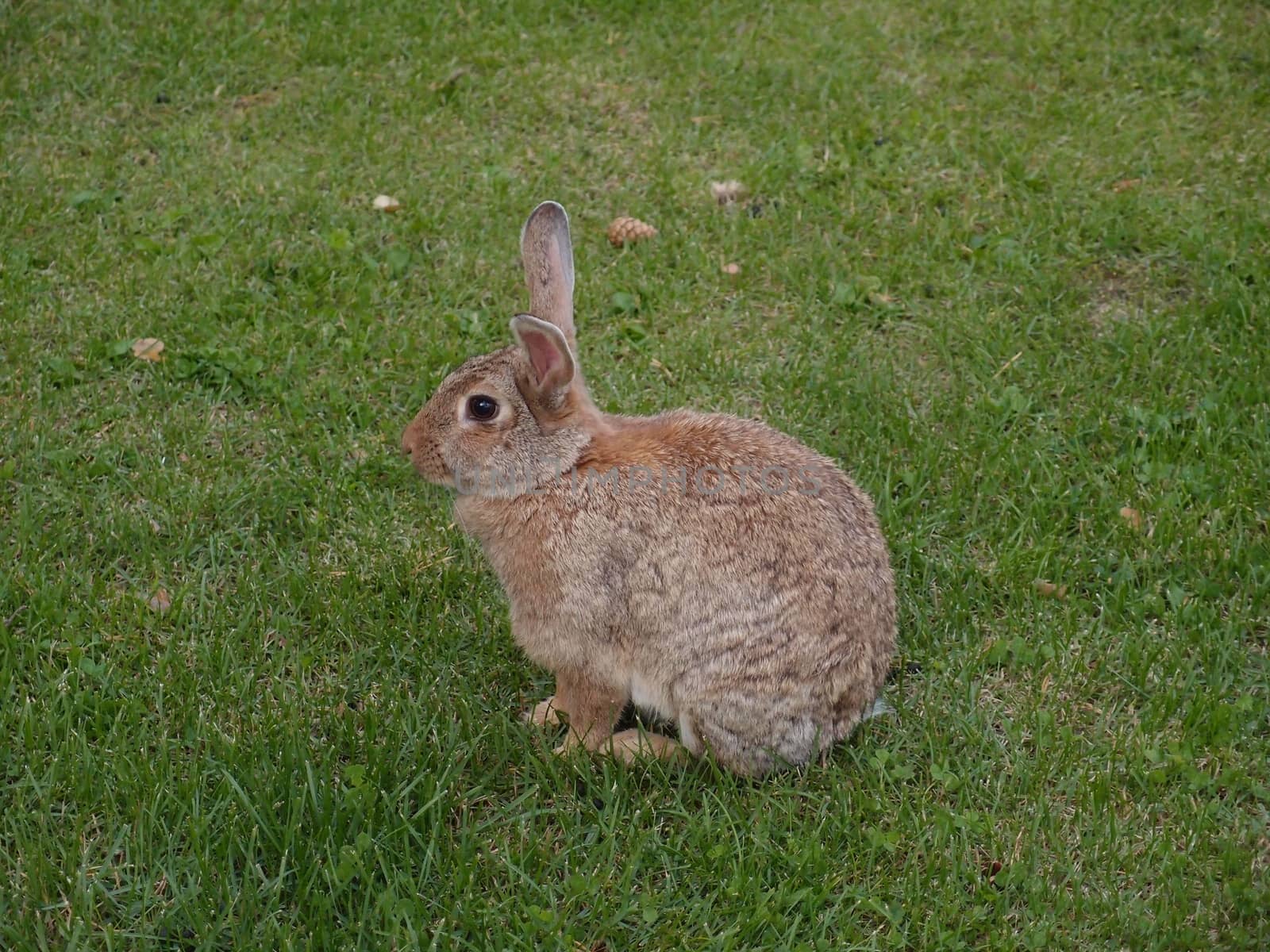 wild rabbit on the meadow